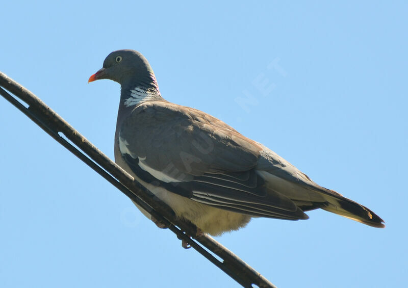 Pigeon ramieradulte