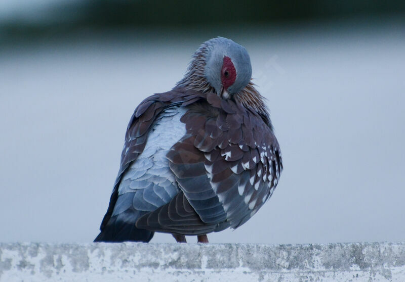 Pigeon roussardadulte, identification