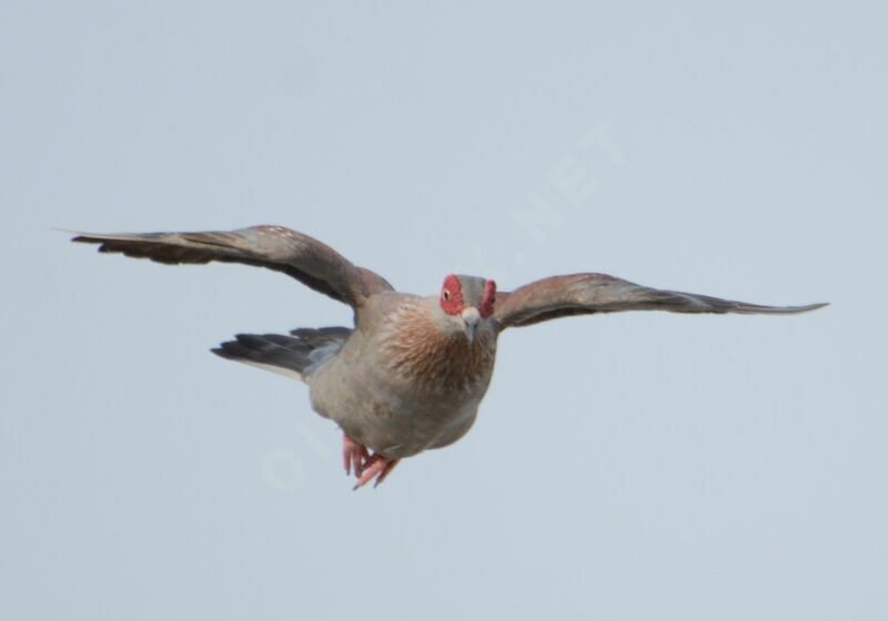 Pigeon roussardadulte, Vol