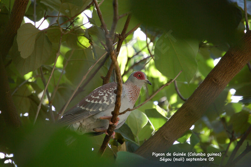 Pigeon roussardadulte nuptial