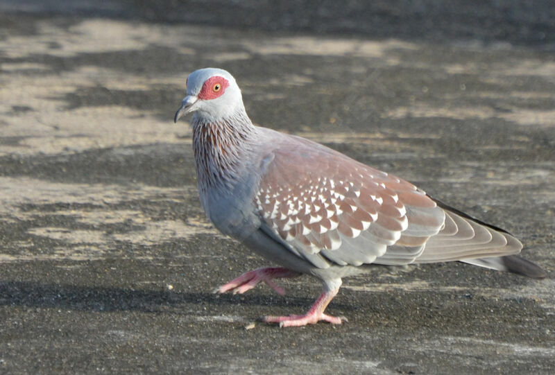 Pigeon roussardadulte, identification