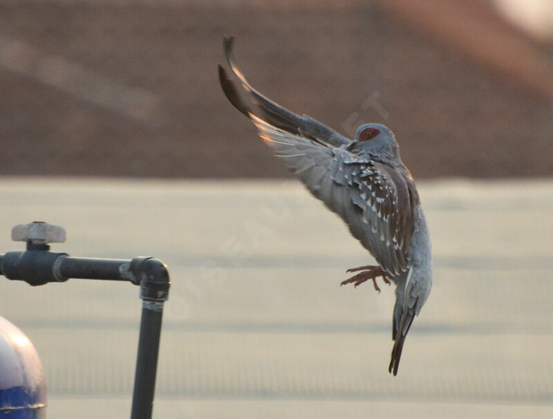 Speckled Pigeonadult, Flight