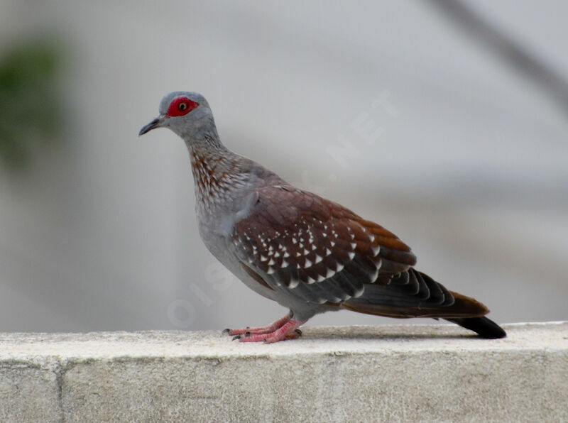 Speckled Pigeonadult, identification