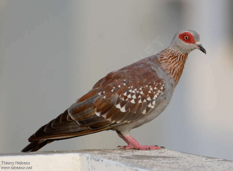 Speckled Pigeonadult, identification