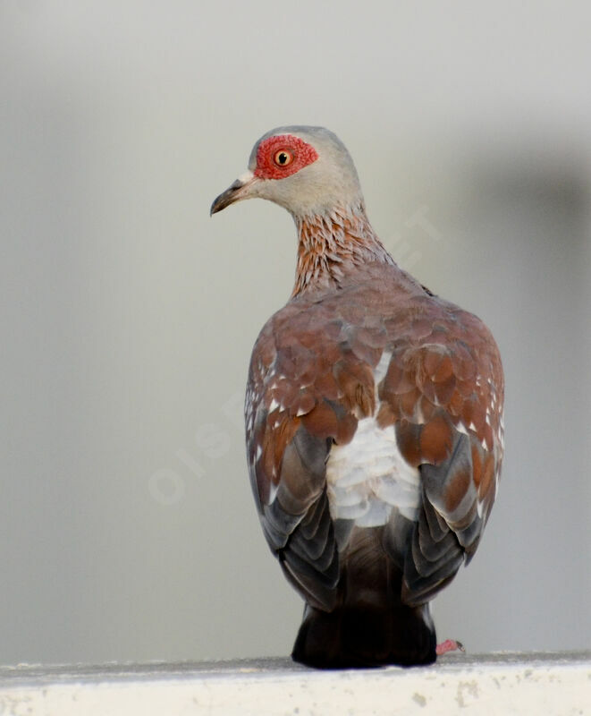 Speckled Pigeonadult, identification