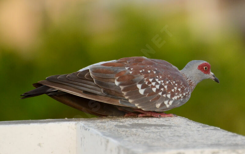 Pigeon roussardadulte, Comportement