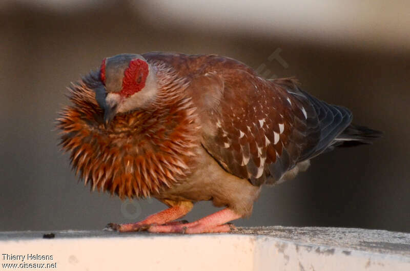 Speckled Pigeonadult, courting display, Behaviour