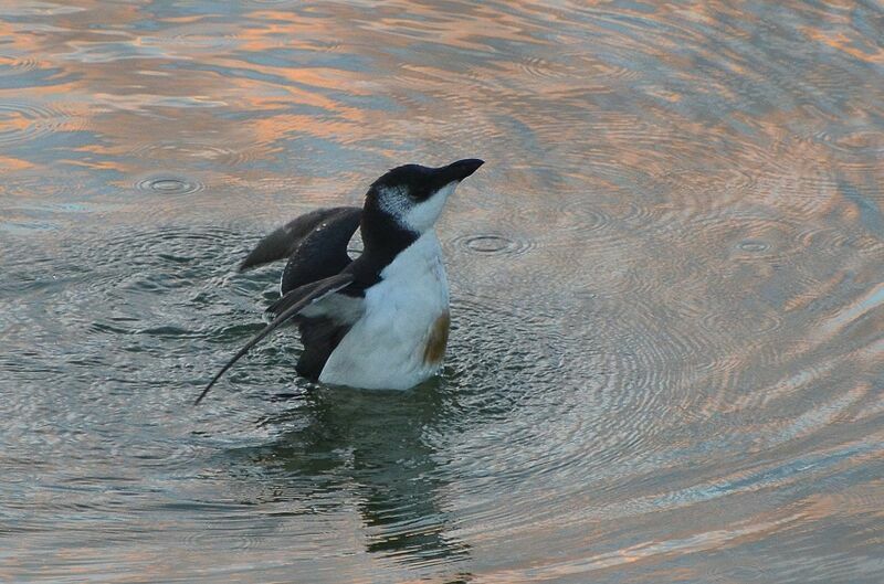 Pingouin tordaimmature