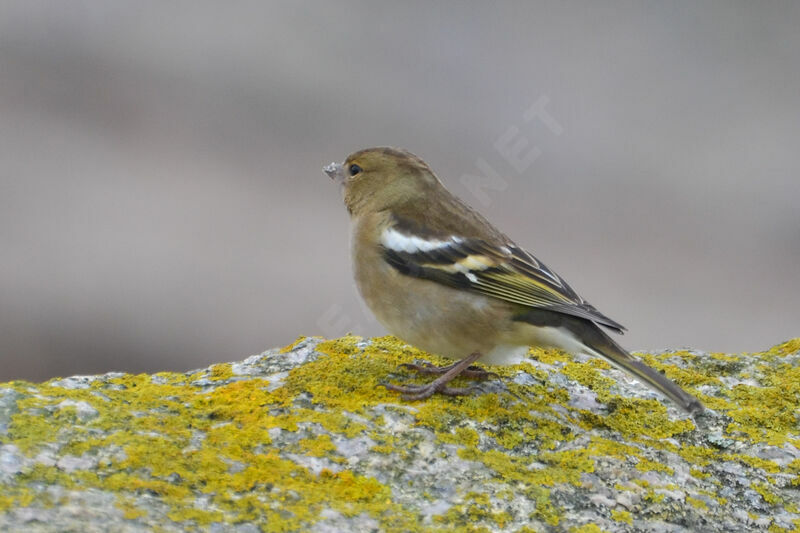 Eurasian Chaffinch female adult