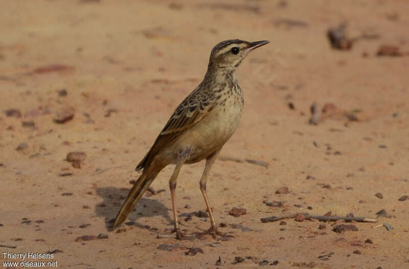 Pipit à dos unijuvénile, identification