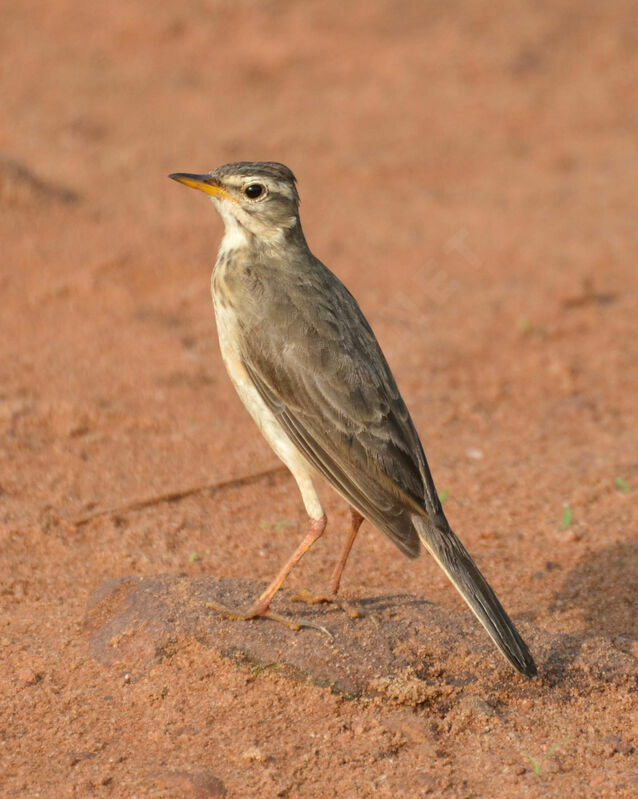 Plain-backed Pipitadult, identification