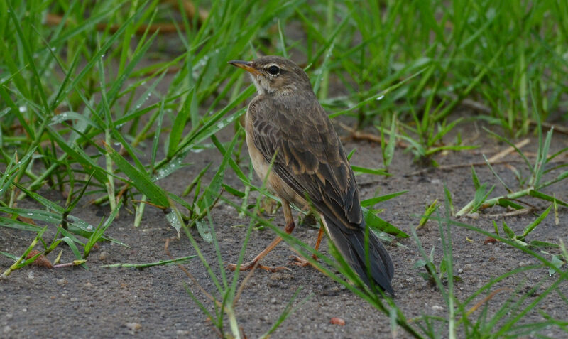 Pipit à dos uniadulte