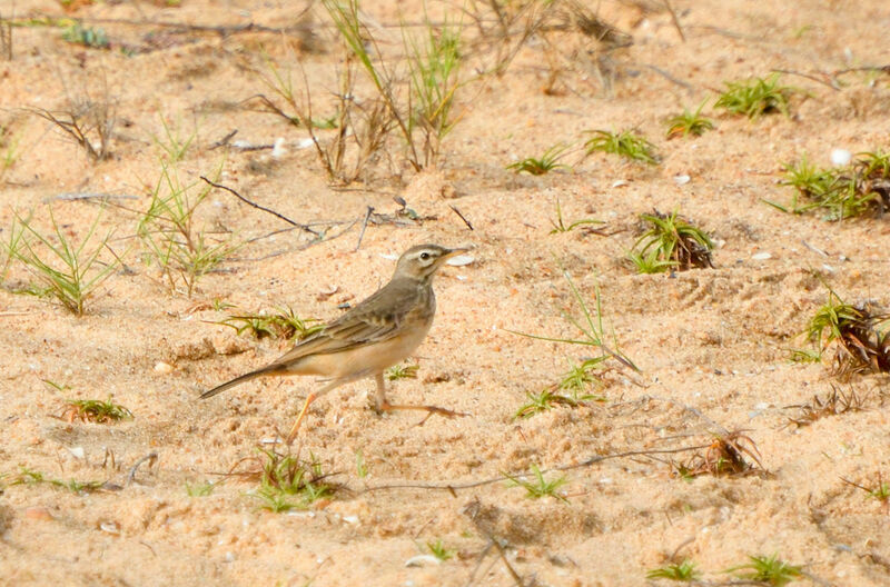 Pipit à dos uniadulte, identification