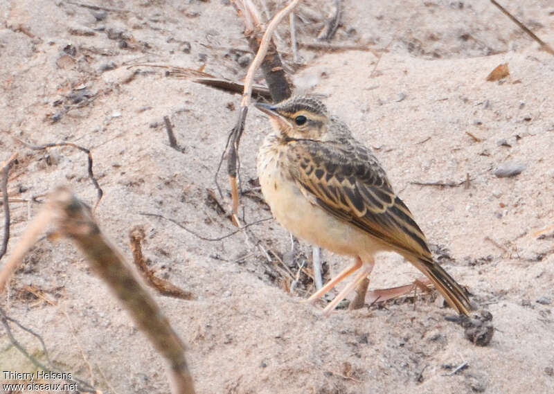 Pipit à dos unijuvénile, identification