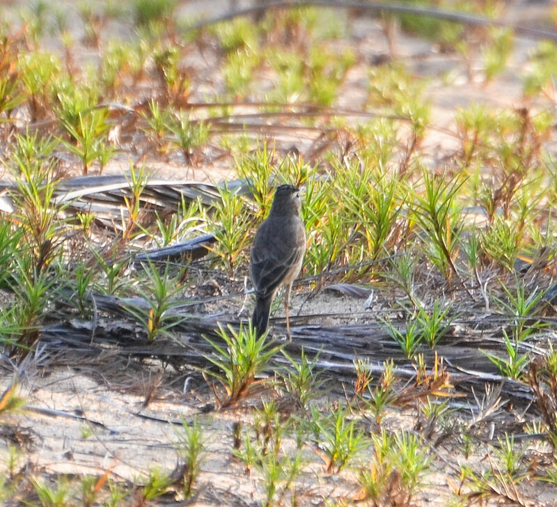 Pipit à longues pattesadulte