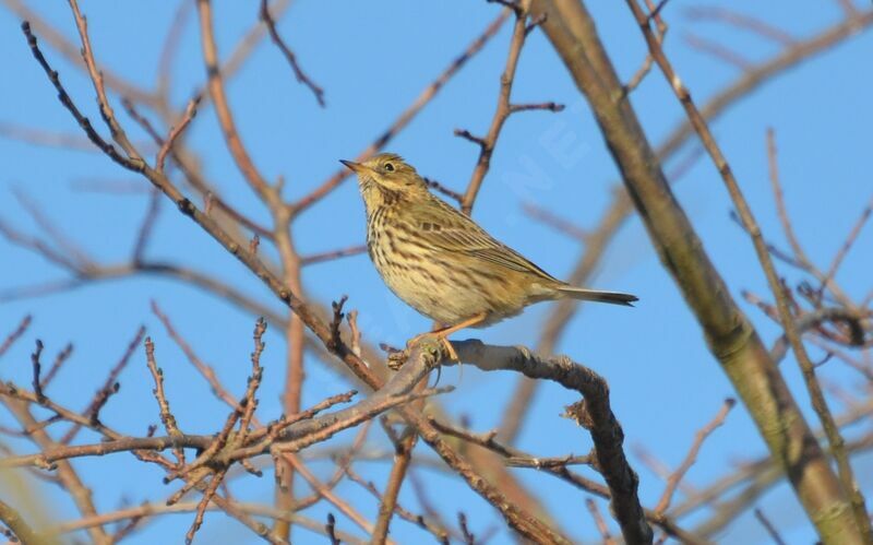 Meadow Pipit