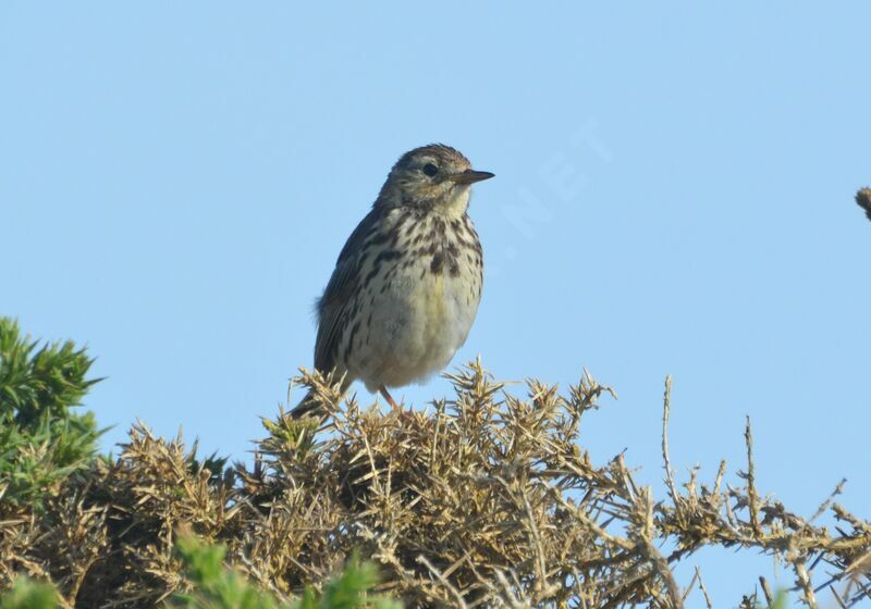 Meadow Pipit