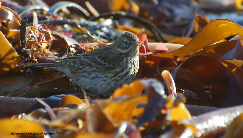 Meadow Pipit