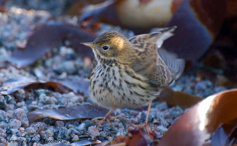 Meadow Pipit