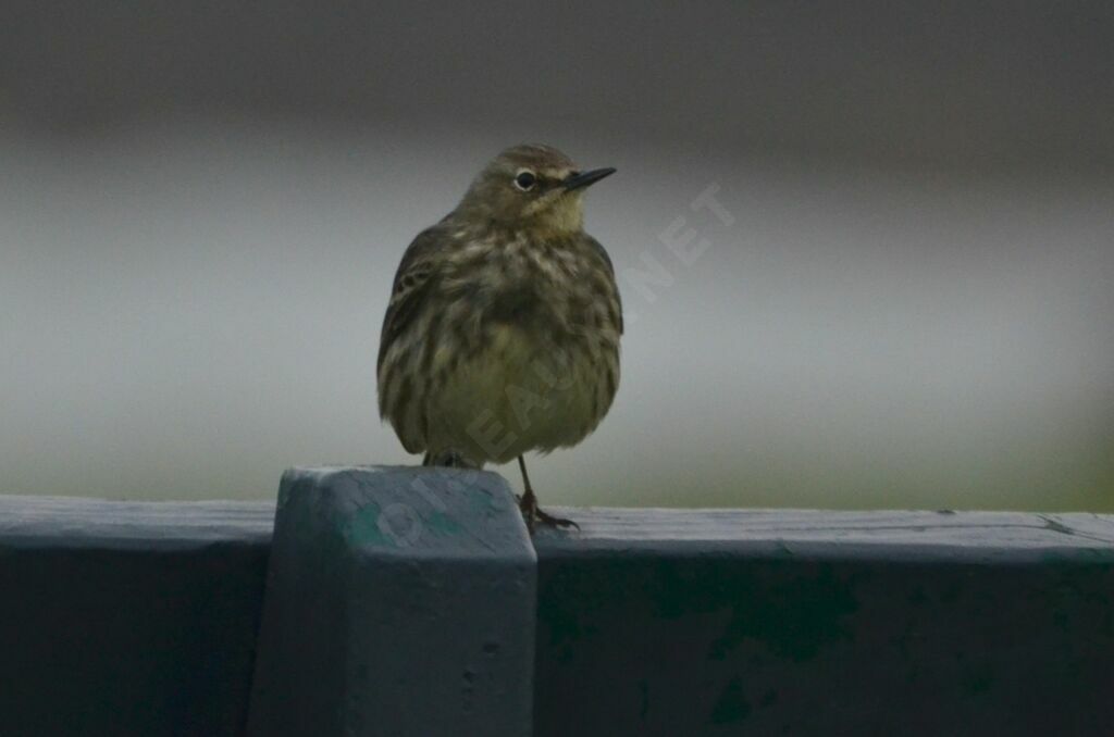 Pipit maritimeadulte