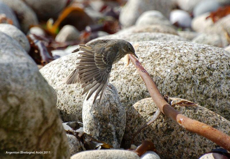 Pipit maritimeadulte