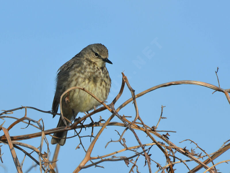 Pipit maritimeadulte, identification