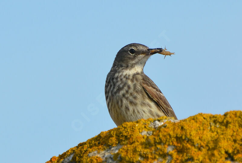 Pipit maritimeadulte, régime