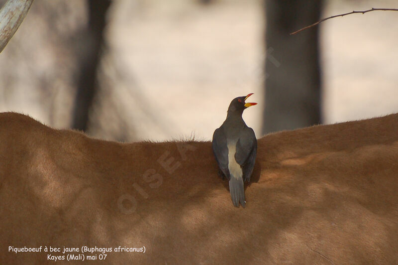 Yellow-billed Oxpecker