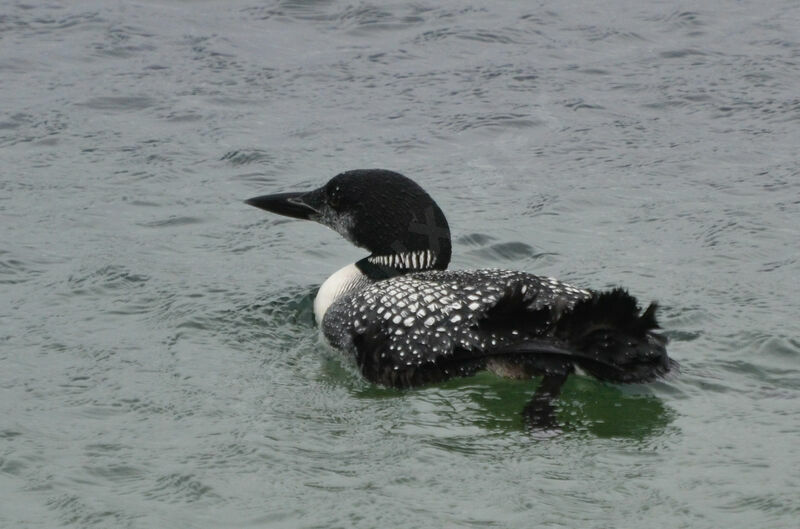 Plongeon imbrinadulte