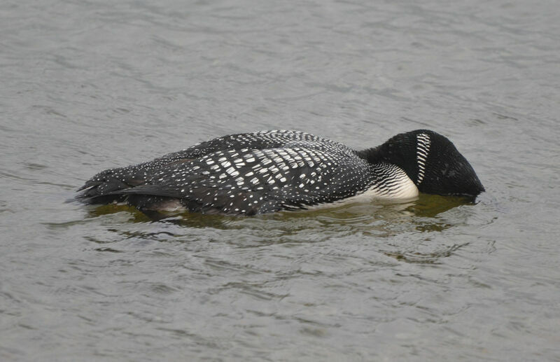 Plongeon imbrinadulte