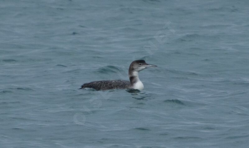 Common Loonadult post breeding