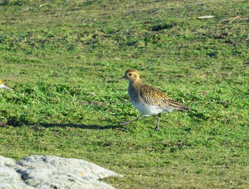 European Golden Ploveradult