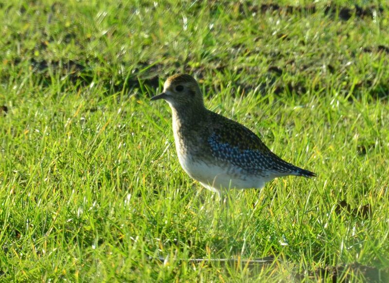 European Golden Ploveradult