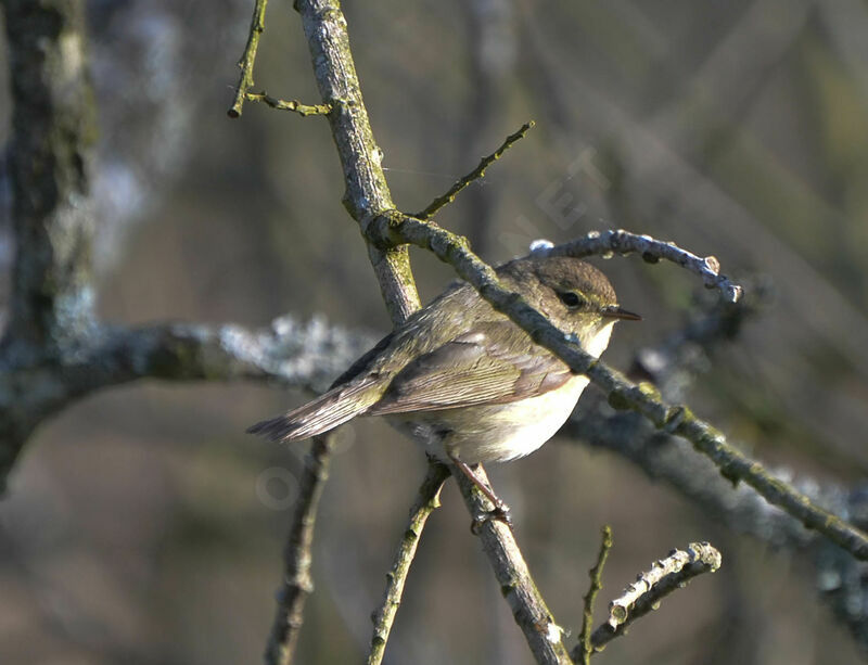 Common Chiffchaffadult, identification