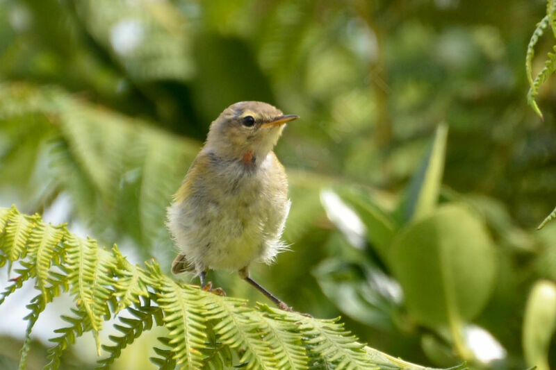 Common Chiffchaff