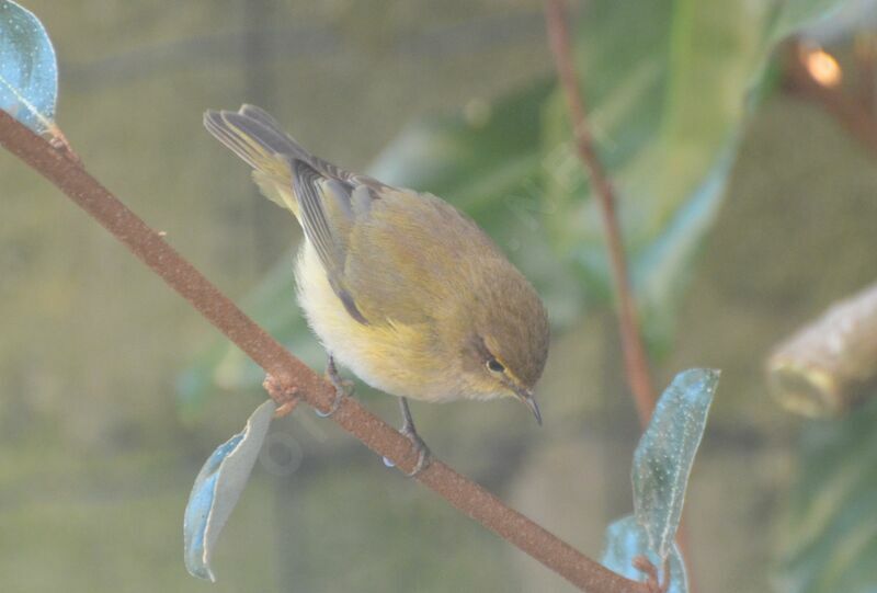 Common Chiffchaff