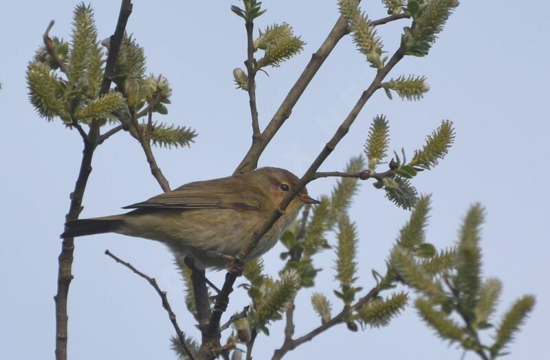 Common Chiffchaffadult