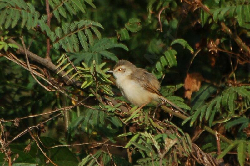 Prinia modesteadulte