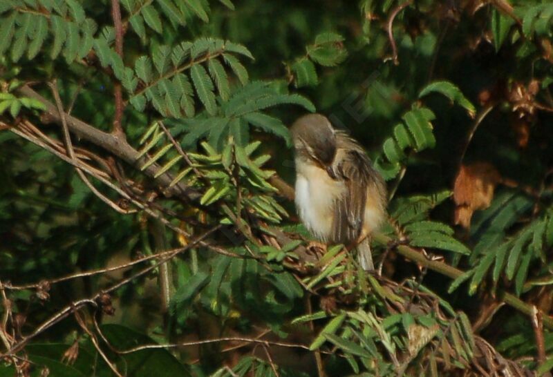 Tawny-flanked Prinia