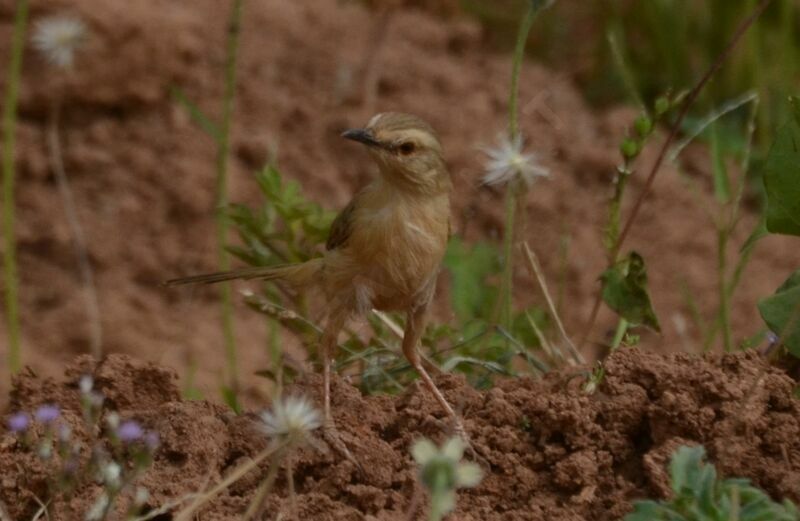 Prinia modestesubadulte