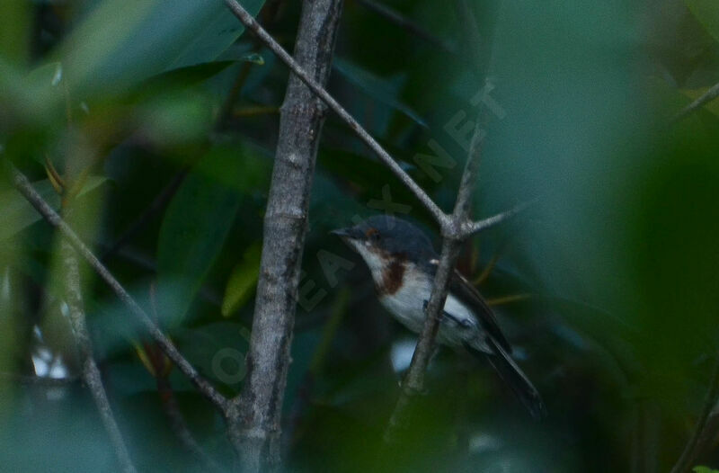 Pririt à collierimmature, identification