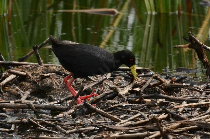 Râle à bec jauneadulte, identification