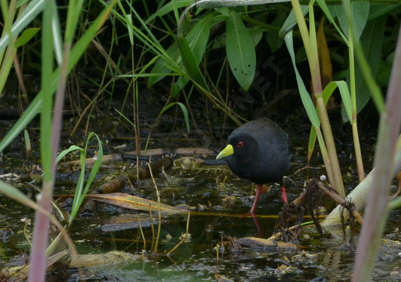 Black Crakeadult, identification