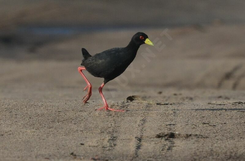 Black Crakeadult, identification