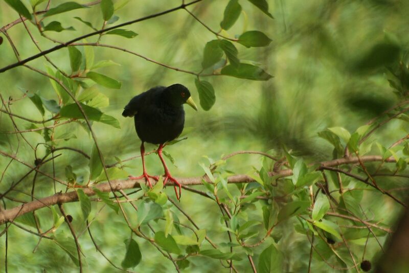 Râle à bec jauneadulte, identification