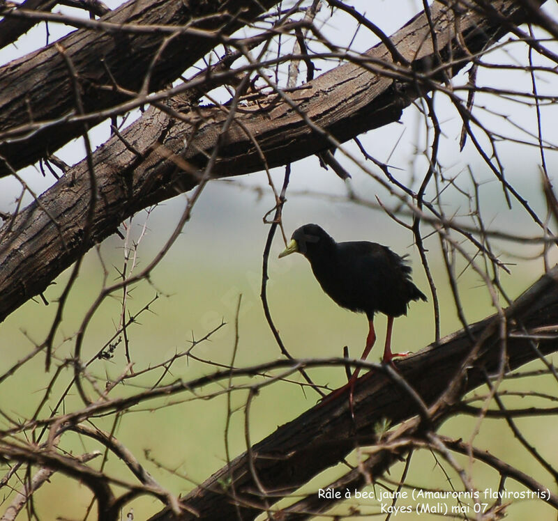 Black Crakeadult post breeding