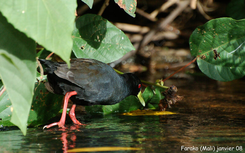 Black Crakeadult