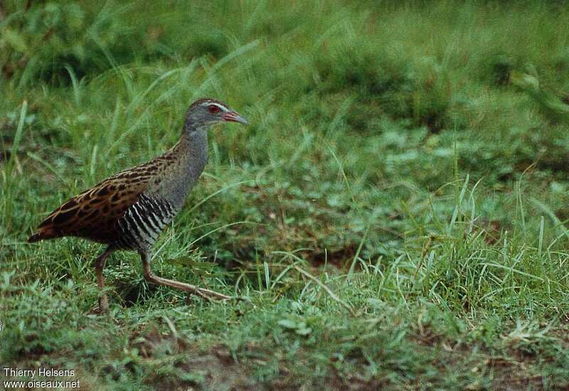 African Crakeadult, habitat, pigmentation