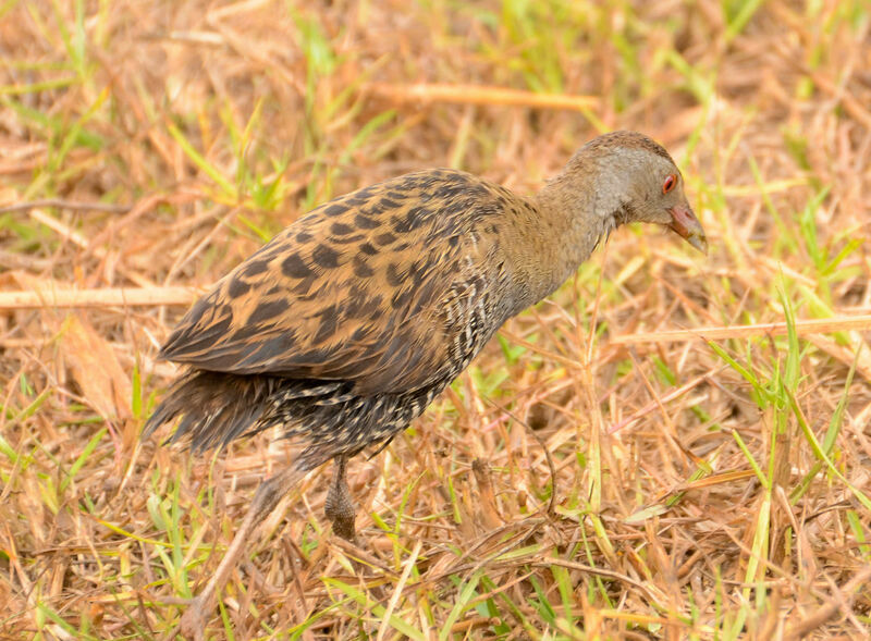 African Crakeadult, identification