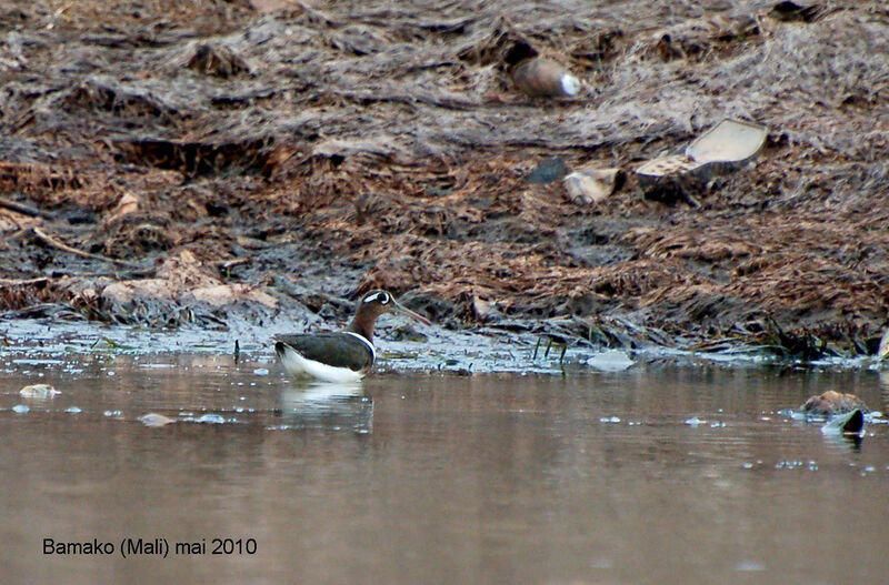 Greater Painted-snipe female adult